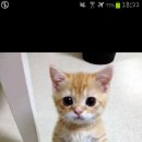 내사랑 강아지 이미지