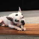 오르치그로치 이미지