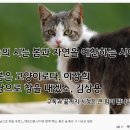 [시 배달] 봄은 고양이로다/남으로 창을 내겠소_애묘인들 냥이와 함께 해요. 좋은 글 좋은 시 시낭송 힐링 이미지