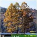 낙엽송 (일본잎갈나무) / 소나무과, 11월 14일 한국의 탄생화