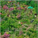 6월 7일(금) 전남 민간정원2호 &#34;죽화경&#34;. 데이지장미꽃축제+죽녹원(입장료별도).♡25,000원. 조중식(찰밥).37석 리무진운행 이미지