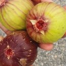 대불하수처리장 이미지