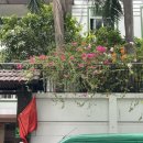 1411 | 🇻🇳🏨 베트남 호치민 1군 숙소 ‘그랜드호텔사이공’ [조식/체크인/위치/대만족 후기]