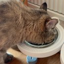 에코텍 | 저온로스팅 고양이 사료 추천 에코딜라이트 어덜트 급여 후기