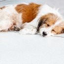 집에서 쉽게 할수있는 강아지건강체크 , 의심되는 주요 질병 이미지