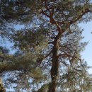 순흥의 연리지송 이미지