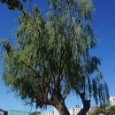 계산동 은행나무 이미지