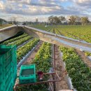 박씨농장 이미지