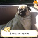 내몸밸런스 Daum카페
