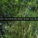 대나무 이미지