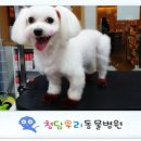 새롬애견 이미지