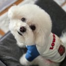 투엑스라지(2XL) | <반려견 봄옷 추천> 앤블랭크 래글런 긴팔 티셔츠 울리 네이비 2XL 구매 후기