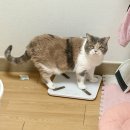 우리고양이 이미지