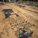 늘푸른농장 1 이미지