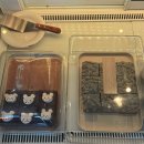 송리단길 푸딩맛집 카페 송파 푸유
