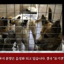 못된강아지 이미지