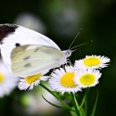 배추PC 네이버블로그