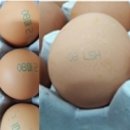 국민농장 2 이미지