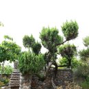 초원의집 이미지