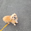 댕실 | 청주 복대동 애견미용 댕실 믹스견 3mm 수제비 알머리컷 후기