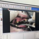 보경 동물병원 | 말티즈 스케일링 후기 24시이오동물병원 구비강누공
