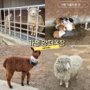 가평 양떼목장 | 가평 가볼만한 곳 추천| &#34;가평 양떼목장&#34; 후기
