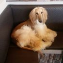 도그 앤 캣츠 이미지