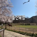 초원어린이집 | 광주 양떼목장 송산목장 먹이주기 모래놀이 카페 내돈내산 후기