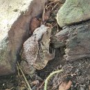 염소우리 이미지