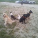 필애견훈련학교 이미지