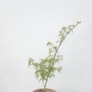 커피마마(석림점) 이미지