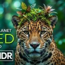 Ultimate OLED Test: A Jaguar's Portrait in 8K HDR. #amazonanimals #wildlife 이미지
