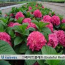 그레이트플 레드(Hydrangea 'Grateful Red)내한성이 가장 좋은 수국으로 판단 이미지