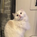 우리집고양이