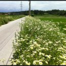 장덕1리 이미지