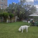 호텔루키 | 우리 루키 공항 근처 애견호텔로 호캉스 다녀왔어요