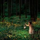 반딧불이 이미지