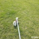 댕굴댕굴 | 전주 근교 반려견 나들이｜김제 댕굴댕굴 애견카페 후기🐾
