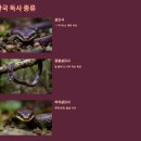 (주)조이포유 | 풀숲에서 ‘쉭쉭’ 들리면? 등산 중 뱀을 만났다면? 실전 대처법과 독사 구별법으로 안전 지키기