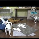마이텔 이미지