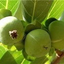 배바우농장 이미지