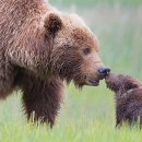 엄마와 아기곰 이미지