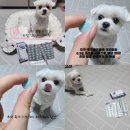 프로텍 | ​✨ 포포 &amp; 딸기, 모두 콘드로프로텍 프리미엄 협찬 후기! 🎁