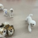 댕구르강아지유치원 이미지