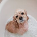 쉬었다가개 이미지