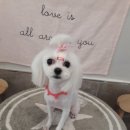 퐁이네 애견 이미지