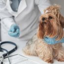 데이즈동물의료센터 이미지