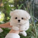 강아지고양이 미유펫 청주점 이미지