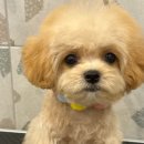 서면애견미용 맘바이 강아지 미용실 이미지