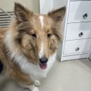 (주)쿨펫 이미지